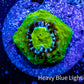 Ultra Chalice Coral-  Frag WYSIWYG Ultra Chalice Coral-  Frag WYSIWYG LPS Ultra Chalice Coral-  Frag WYSIWYG Zeo Box Reef