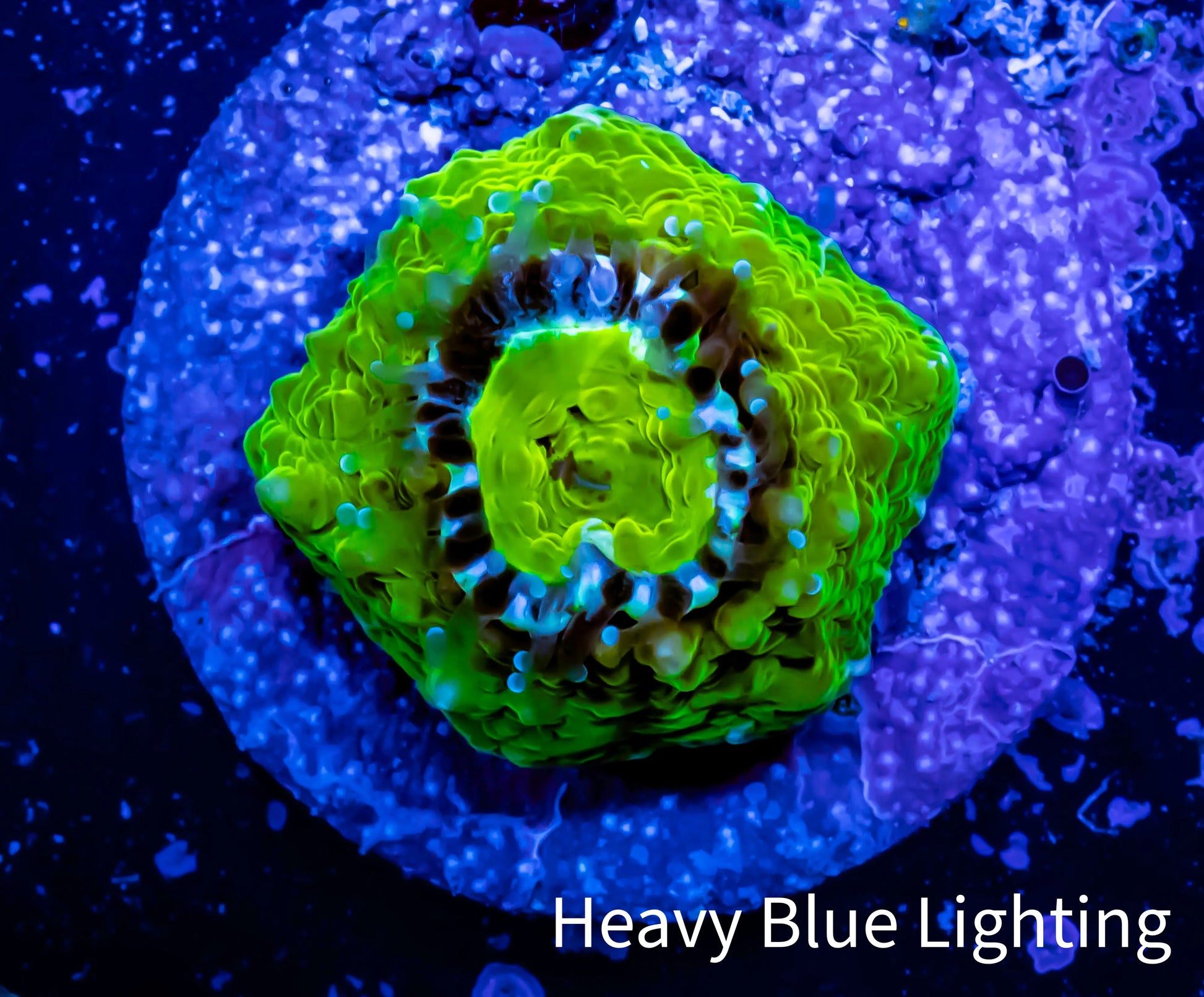 Ultra Chalice Coral-  Frag WYSIWYG Ultra Chalice Coral-  Frag WYSIWYG LPS Ultra Chalice Coral-  Frag WYSIWYG Zeo Box Reef