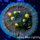 Ultra Chalice Coral-  Frag WYSIWYG Ultra Chalice Coral-  Frag WYSIWYG LPS Ultra Chalice Coral-  Frag WYSIWYG Zeo Box Reef