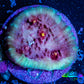 Ultra Chalice Coral-  Frag WYSIWYG Ultra Chalice Coral-  Frag WYSIWYG LPS Ultra Chalice Coral-  Frag WYSIWYG Zeo Box Reef