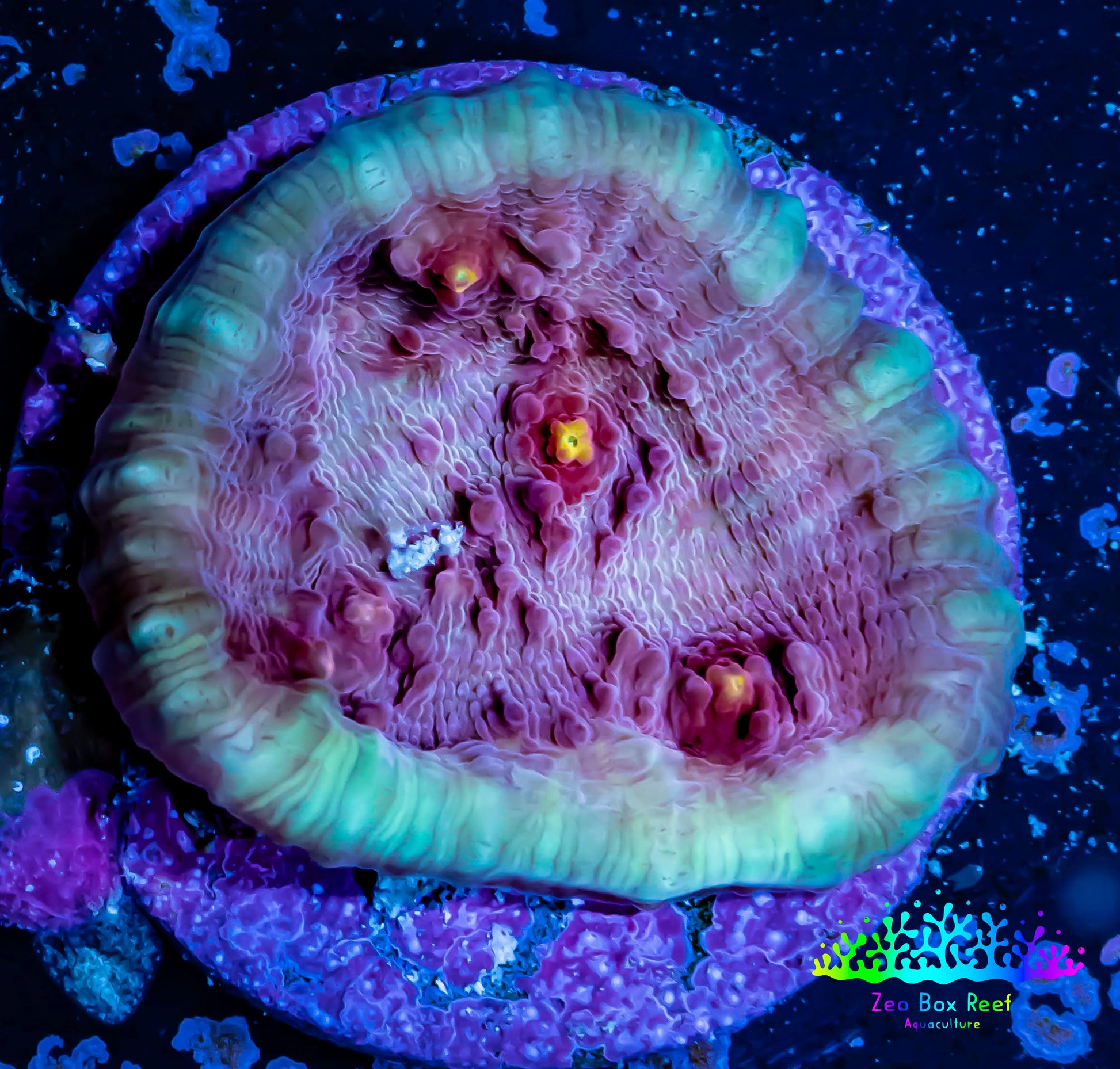 Ultra Chalice Coral-  Frag WYSIWYG Ultra Chalice Coral-  Frag WYSIWYG LPS Ultra Chalice Coral-  Frag WYSIWYG Zeo Box Reef