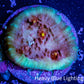 Ultra Chalice Coral-  Frag WYSIWYG Ultra Chalice Coral-  Frag WYSIWYG LPS Ultra Chalice Coral-  Frag WYSIWYG Zeo Box Reef