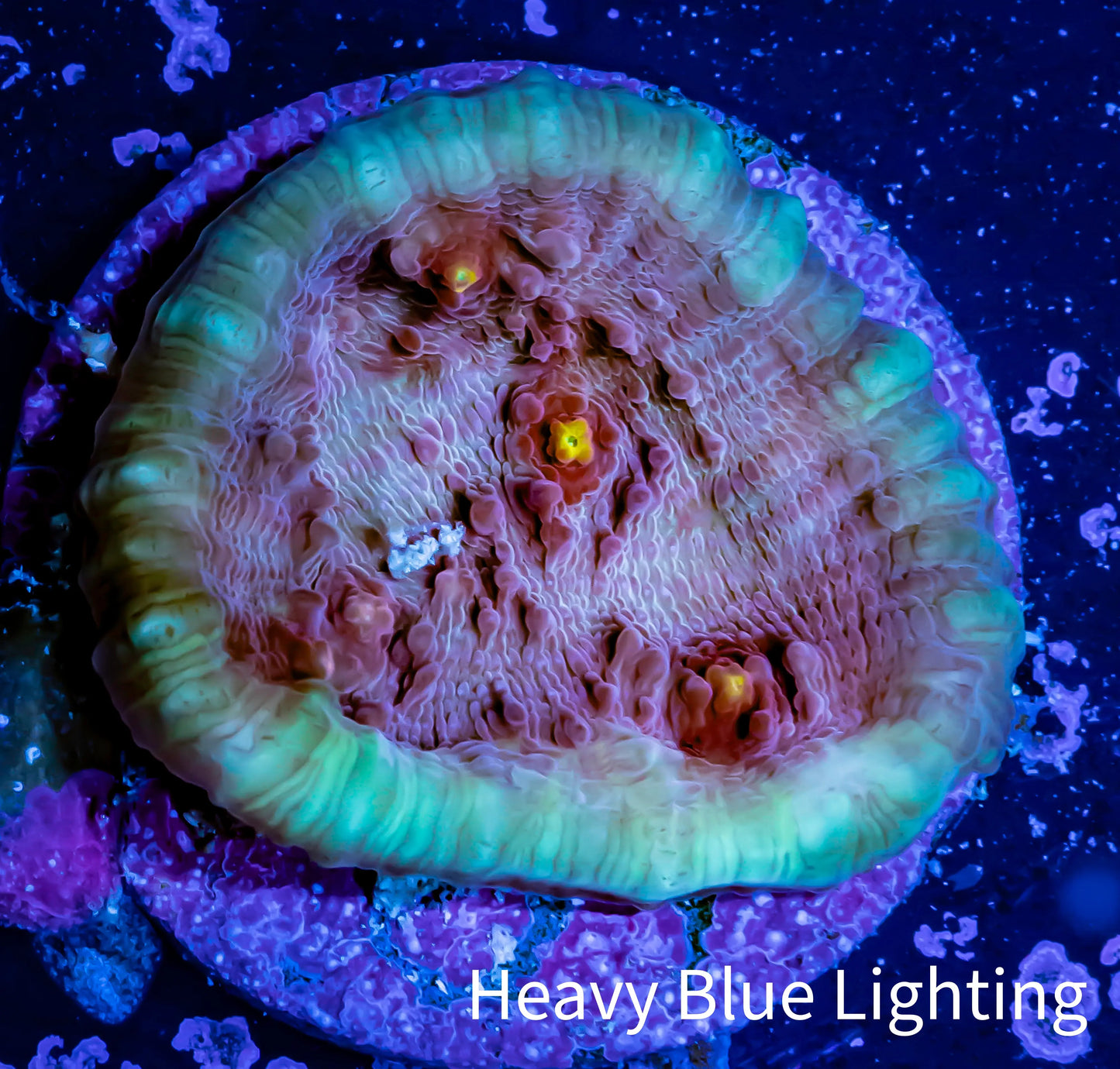 Ultra Chalice Coral-  Frag WYSIWYG Ultra Chalice Coral-  Frag WYSIWYG LPS Ultra Chalice Coral-  Frag WYSIWYG Zeo Box Reef