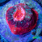 Ultra Chalice Coral-  Frag WYSIWYG Ultra Chalice Coral-  Frag WYSIWYG LPS Ultra Chalice Coral-  Frag WYSIWYG Zeo Box Reef