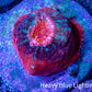 Ultra Chalice Coral-  Frag WYSIWYG Ultra Chalice Coral-  Frag WYSIWYG LPS Ultra Chalice Coral-  Frag WYSIWYG Zeo Box Reef