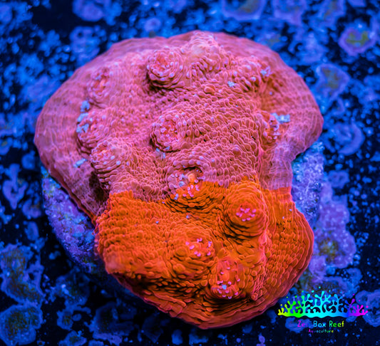 Ultra Chalice Coral-  Frag WYSIWYG Ultra Chalice Coral-  Frag WYSIWYG LPS Ultra Chalice Coral-  Frag WYSIWYG Zeo Box Reef