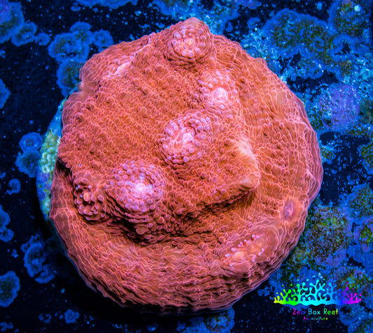 Ultra Chalice Coral-  Frag WYSIWYG Ultra Chalice Coral-  Frag WYSIWYG LPS Ultra Chalice Coral-  Frag WYSIWYG Zeo Box Reef