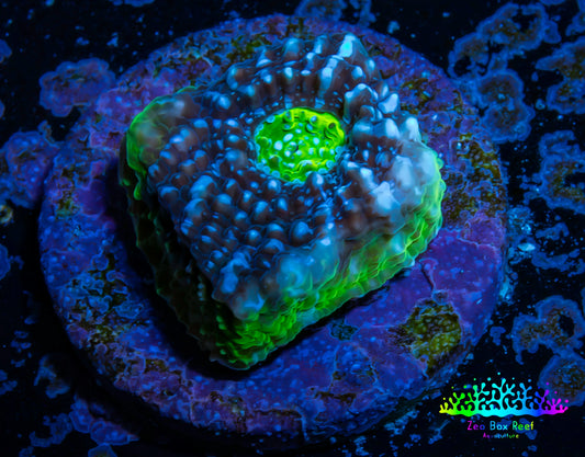 Ultra Chalice Coral-  Frag WYSIWYG Ultra Chalice Coral-  Frag WYSIWYG LPS Ultra Chalice Coral-  Frag WYSIWYG Zeo Box Reef