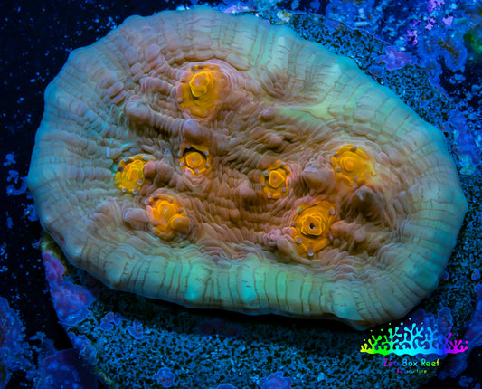 Ultra Chalice Coral-  Frag WYSIWYG Ultra Chalice Coral-  Frag WYSIWYG LPS Ultra Chalice Coral-  Frag WYSIWYG Zeo Box Reef