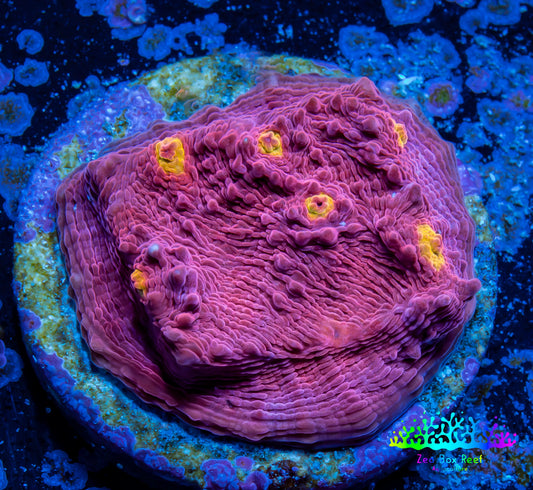 Ultra Chalice Coral-  Frag WYSIWYG Ultra Chalice Coral-  Frag WYSIWYG LPS Ultra Chalice Coral-  Frag WYSIWYG Zeo Box Reef