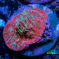 Ultra Chalice Coral-  Frag WYSIWYG Ultra Chalice Coral-  Frag WYSIWYG LPS Ultra Chalice Coral-  Frag WYSIWYG Zeo Box Reef
