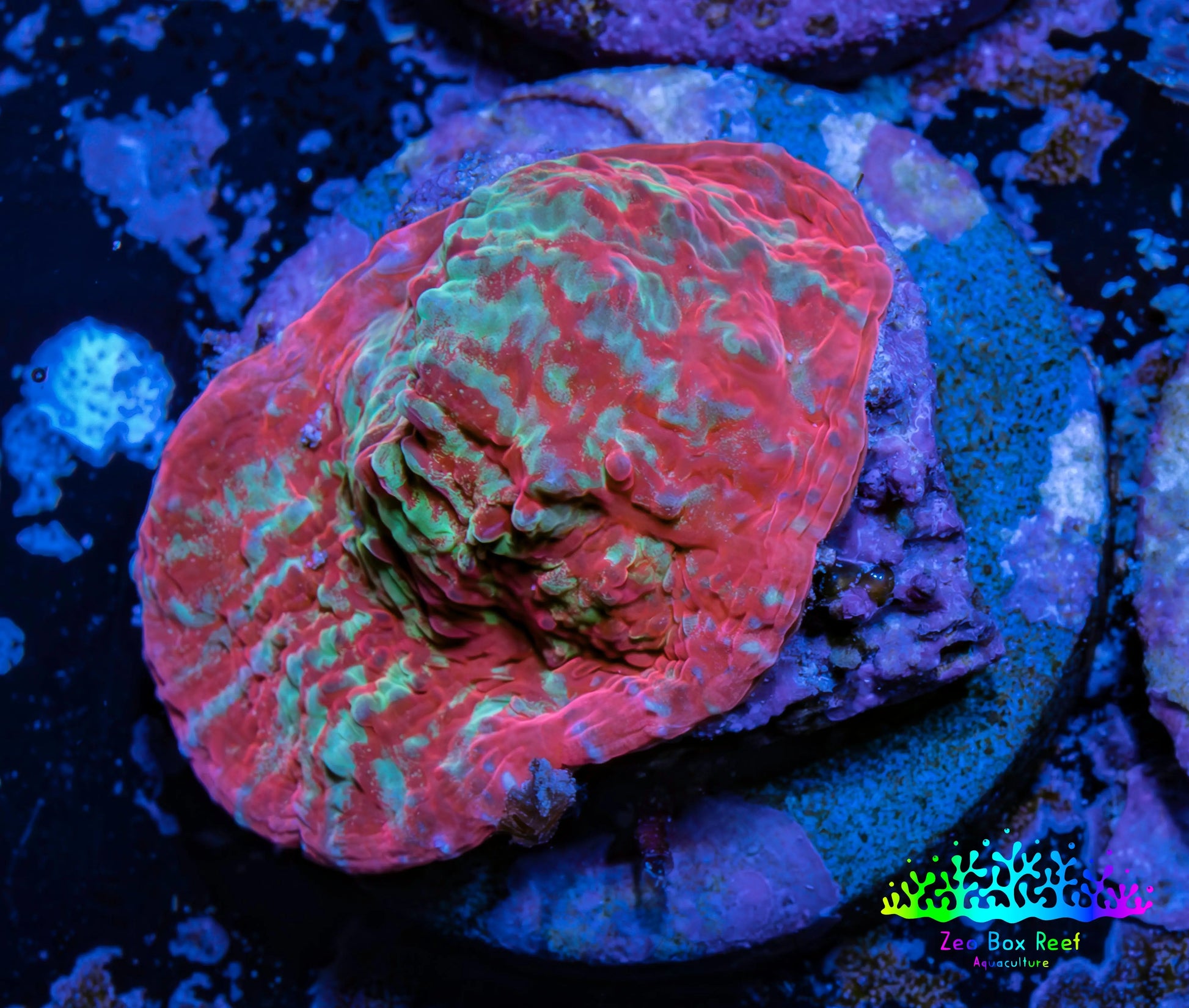 Ultra Chalice Coral-  Frag WYSIWYG Ultra Chalice Coral-  Frag WYSIWYG LPS Ultra Chalice Coral-  Frag WYSIWYG Zeo Box Reef