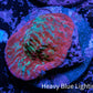 Ultra Chalice Coral-  Frag WYSIWYG Ultra Chalice Coral-  Frag WYSIWYG LPS Ultra Chalice Coral-  Frag WYSIWYG Zeo Box Reef