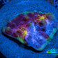 Ultra Chalice Coral-  Frag WYSIWYG Ultra Chalice Coral-  Frag WYSIWYG LPS Ultra Chalice Coral-  Frag WYSIWYG Zeo Box Reef