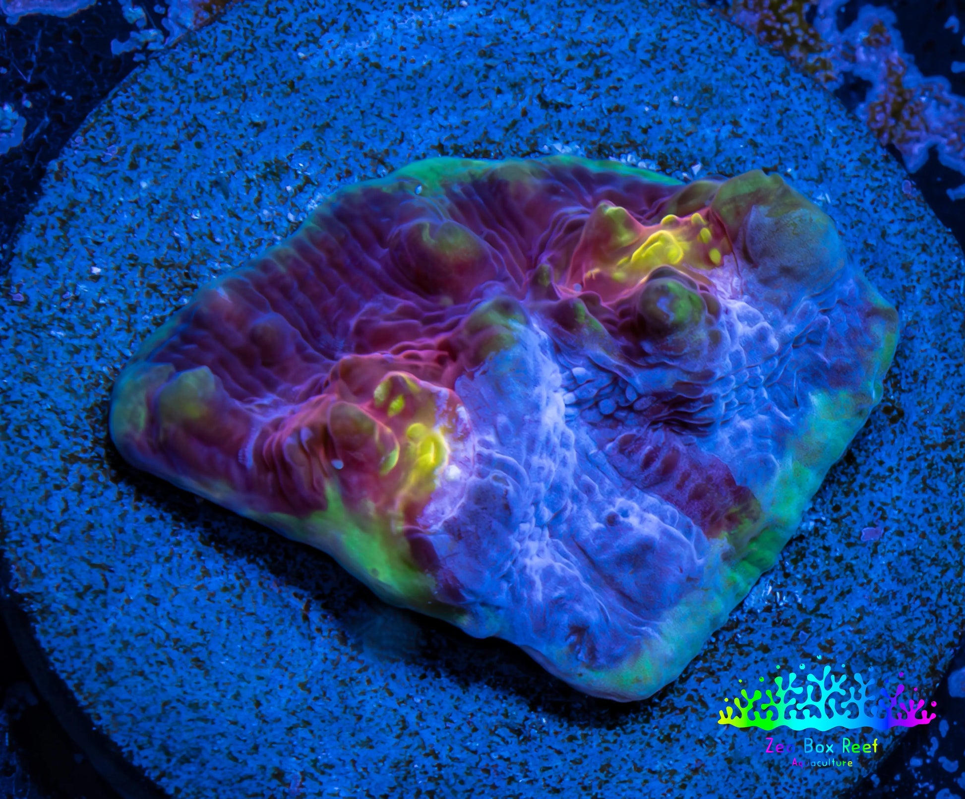 Ultra Chalice Coral-  Frag WYSIWYG Ultra Chalice Coral-  Frag WYSIWYG LPS Ultra Chalice Coral-  Frag WYSIWYG Zeo Box Reef