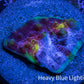 Ultra Chalice Coral-  Frag WYSIWYG Ultra Chalice Coral-  Frag WYSIWYG LPS Ultra Chalice Coral-  Frag WYSIWYG Zeo Box Reef