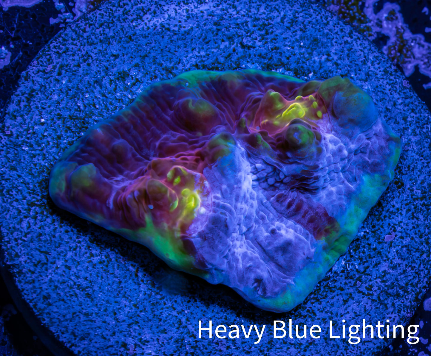 Ultra Chalice Coral-  Frag WYSIWYG Ultra Chalice Coral-  Frag WYSIWYG LPS Ultra Chalice Coral-  Frag WYSIWYG Zeo Box Reef