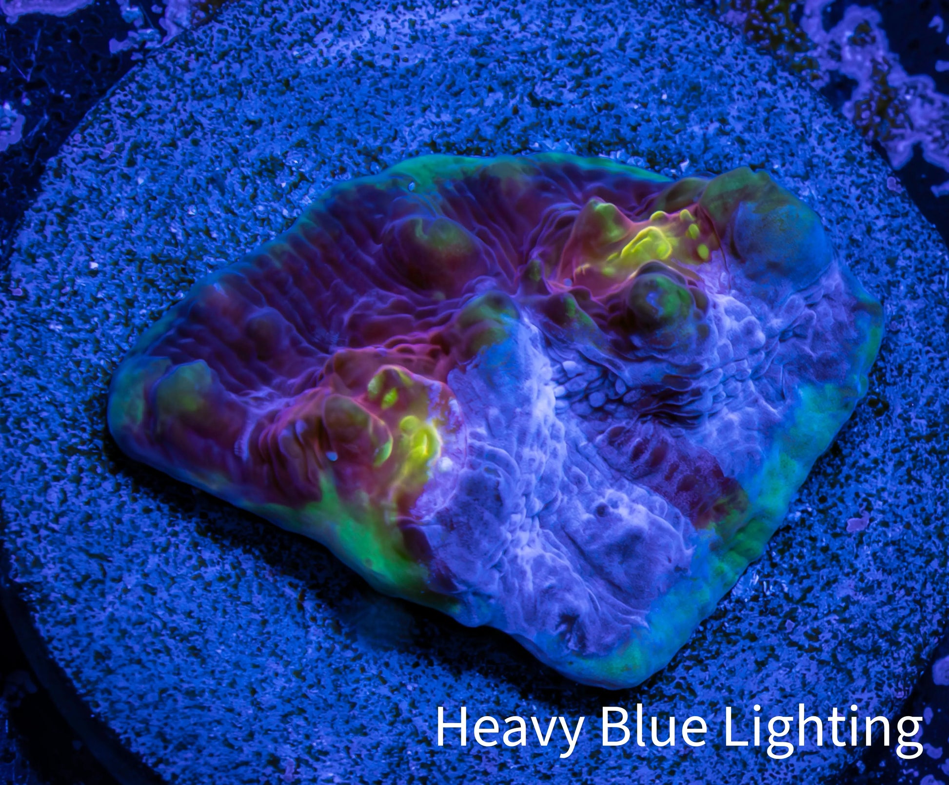 Ultra Chalice Coral-  Frag WYSIWYG Ultra Chalice Coral-  Frag WYSIWYG LPS Ultra Chalice Coral-  Frag WYSIWYG Zeo Box Reef
