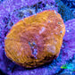 Ultra Chalice Coral-  Frag WYSIWYG Ultra Chalice Coral-  Frag WYSIWYG LPS Ultra Chalice Coral-  Frag WYSIWYG Zeo Box Reef