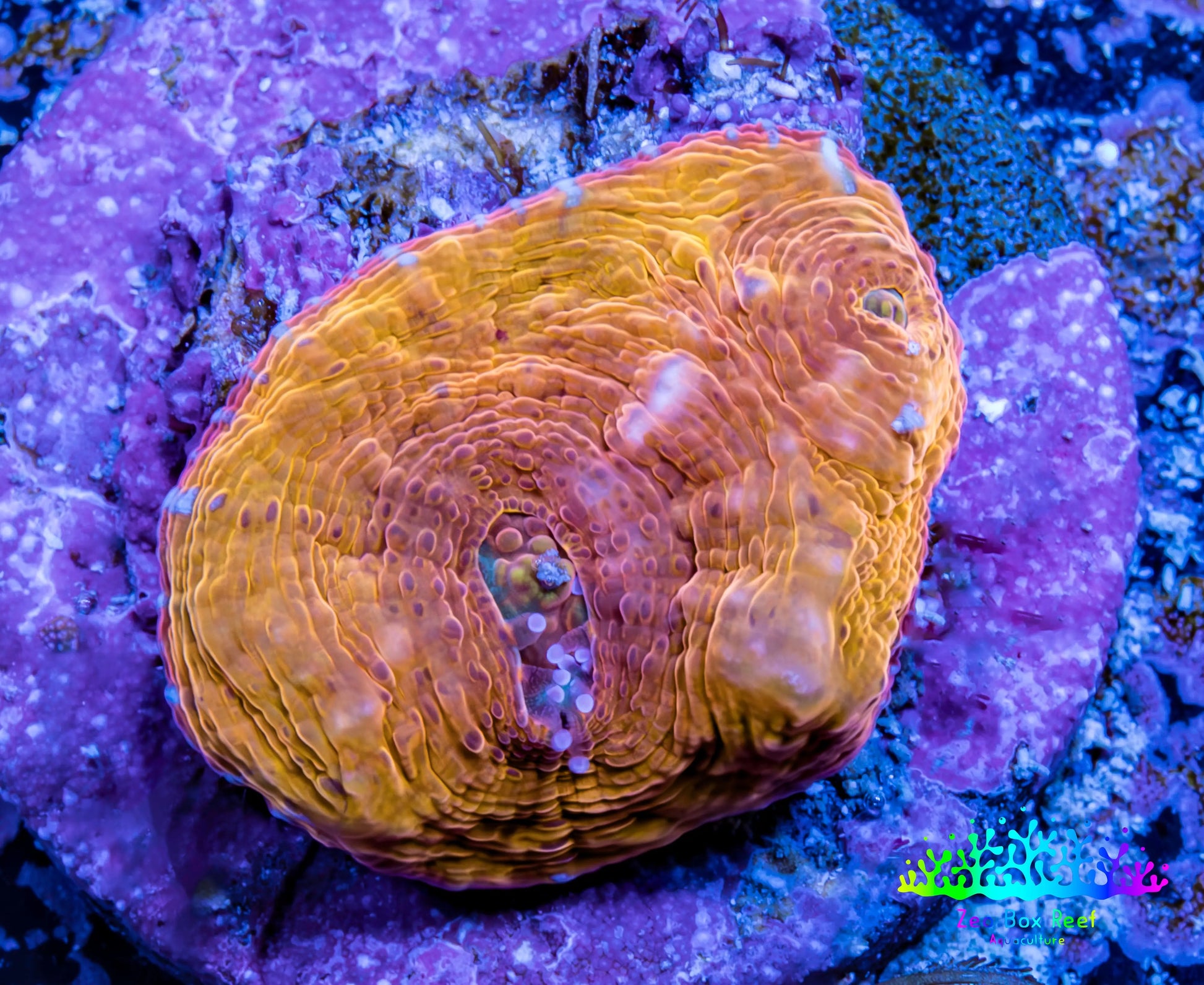 Ultra Chalice Coral-  Frag WYSIWYG Ultra Chalice Coral-  Frag WYSIWYG LPS Ultra Chalice Coral-  Frag WYSIWYG Zeo Box Reef