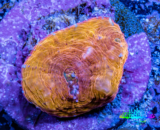 Ultra Chalice Coral-  Frag WYSIWYG Ultra Chalice Coral-  Frag WYSIWYG LPS Ultra Chalice Coral-  Frag WYSIWYG Zeo Box Reef
