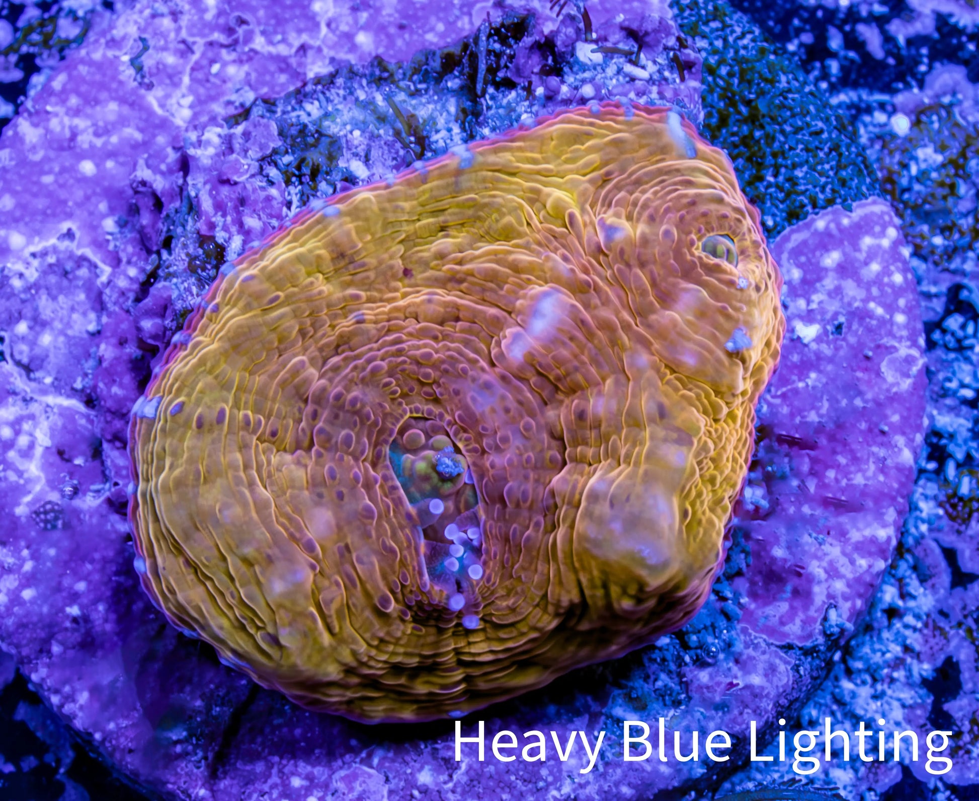 Ultra Chalice Coral-  Frag WYSIWYG Ultra Chalice Coral-  Frag WYSIWYG LPS Ultra Chalice Coral-  Frag WYSIWYG Zeo Box Reef