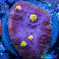 Ultra Chalice Coral-  Frag WYSIWYG Ultra Chalice Coral-  Frag WYSIWYG LPS Ultra Chalice Coral-  Frag WYSIWYG Zeo Box Reef