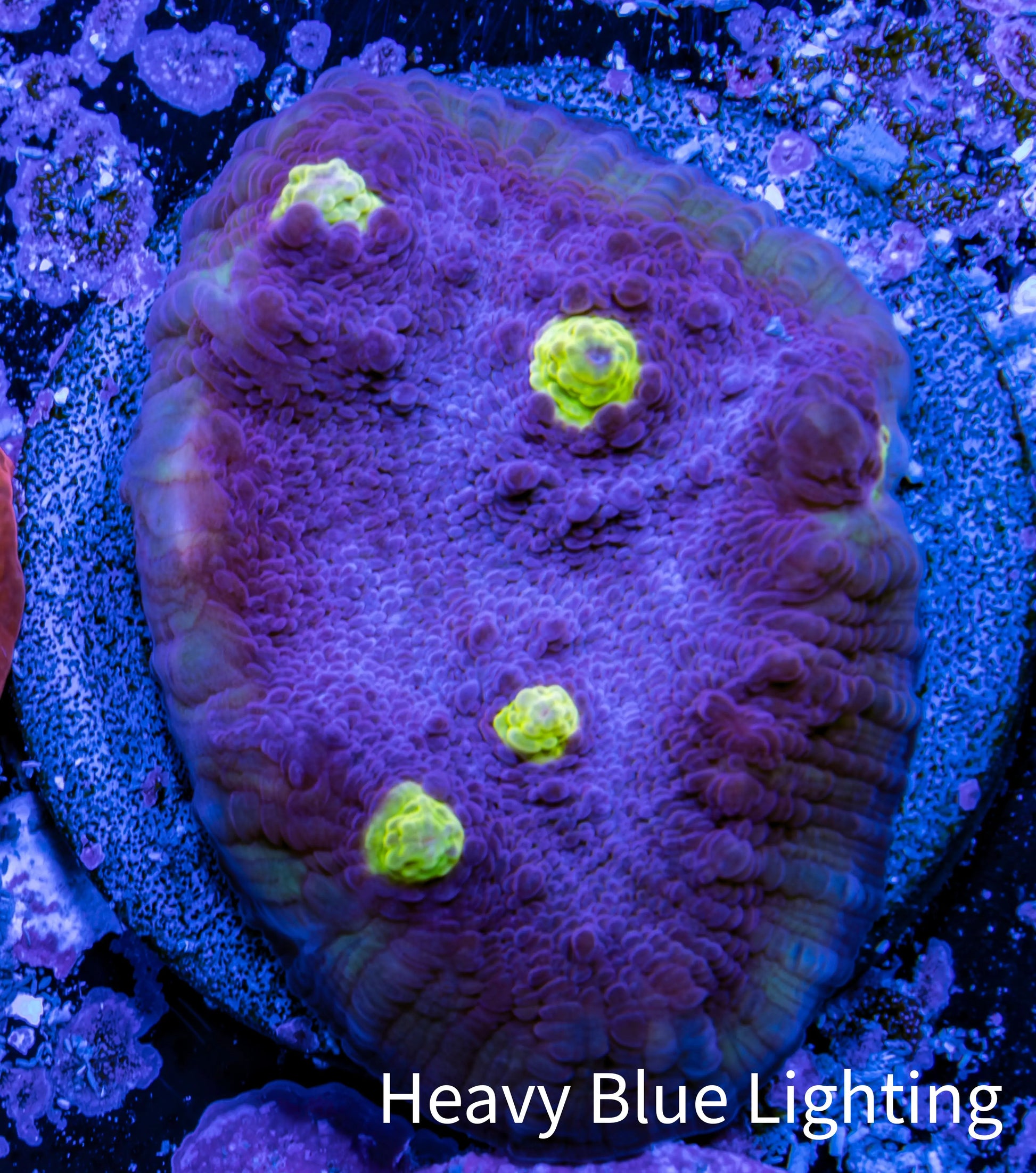 Ultra Chalice Coral-  Frag WYSIWYG Ultra Chalice Coral-  Frag WYSIWYG LPS Ultra Chalice Coral-  Frag WYSIWYG Zeo Box Reef