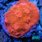Ultra Chalice Coral-  Frag WYSIWYG Ultra Chalice Coral-  Frag WYSIWYG LPS Ultra Chalice Coral-  Frag WYSIWYG Zeo Box Reef