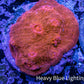 Ultra Chalice Coral-  Frag WYSIWYG Ultra Chalice Coral-  Frag WYSIWYG LPS Ultra Chalice Coral-  Frag WYSIWYG Zeo Box Reef