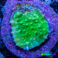 Ultra Chalice Coral-  Frag WYSIWYG Ultra Chalice Coral-  Frag WYSIWYG LPS Ultra Chalice Coral-  Frag WYSIWYG Zeo Box Reef