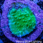 Ultra Chalice Coral-  Frag WYSIWYG Ultra Chalice Coral-  Frag WYSIWYG LPS Ultra Chalice Coral-  Frag WYSIWYG Zeo Box Reef