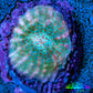 Ultra Chalice Coral-  Frag WYSIWYG Ultra Chalice Coral-  Frag WYSIWYG LPS Ultra Chalice Coral-  Frag WYSIWYG Zeo Box Reef