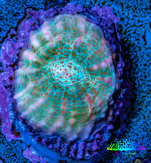 Ultra Chalice Coral-  Frag WYSIWYG Ultra Chalice Coral-  Frag WYSIWYG LPS Ultra Chalice Coral-  Frag WYSIWYG Zeo Box Reef
