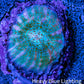 Ultra Chalice Coral-  Frag WYSIWYG Ultra Chalice Coral-  Frag WYSIWYG LPS Ultra Chalice Coral-  Frag WYSIWYG Zeo Box Reef