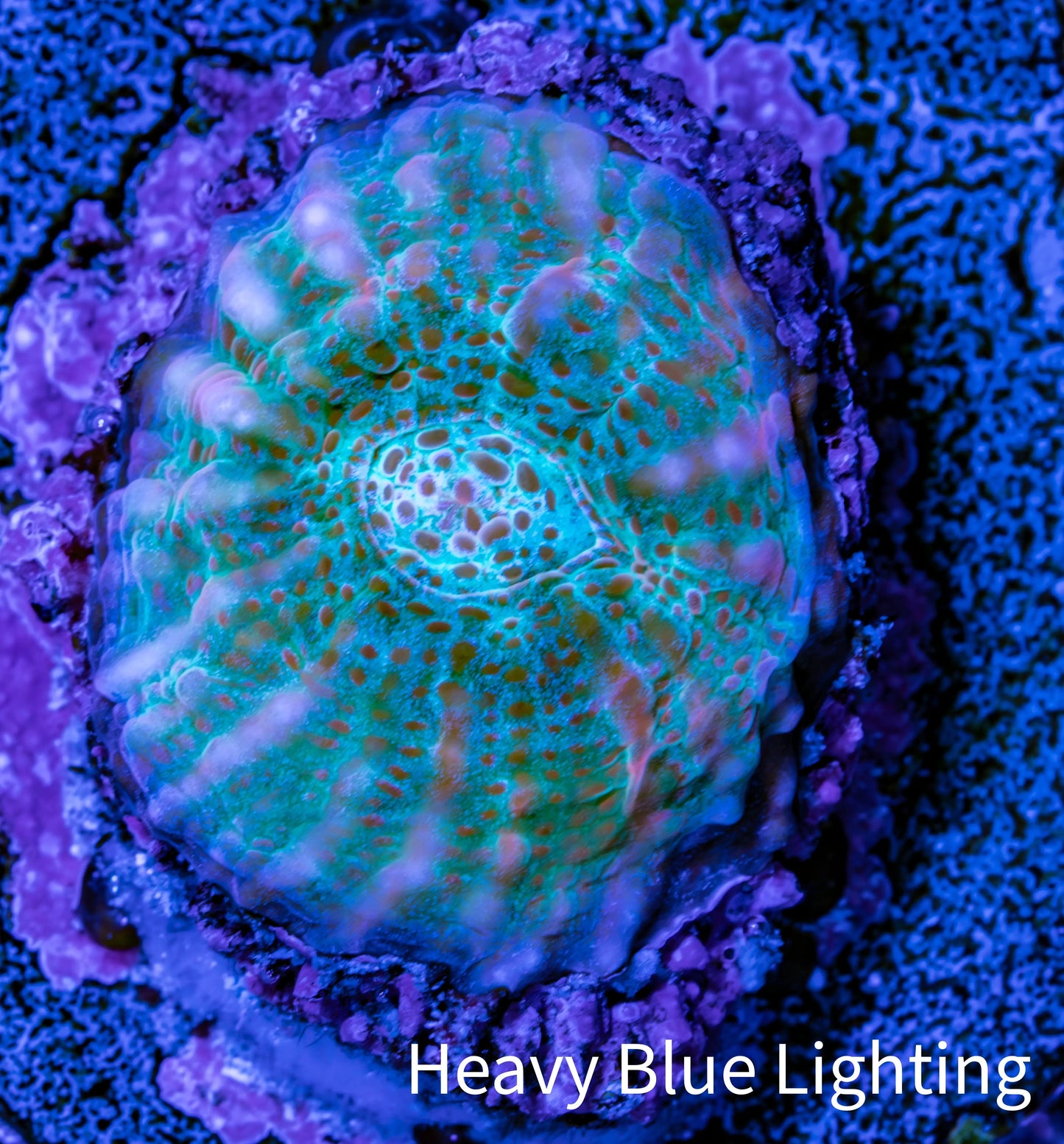 Ultra Chalice Coral-  Frag WYSIWYG Ultra Chalice Coral-  Frag WYSIWYG LPS Ultra Chalice Coral-  Frag WYSIWYG Zeo Box Reef