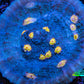 Ultra Chalice Coral-  Frag WYSIWYG Ultra Chalice Coral-  Frag WYSIWYG LPS Ultra Chalice Coral-  Frag WYSIWYG Zeo Box Reef