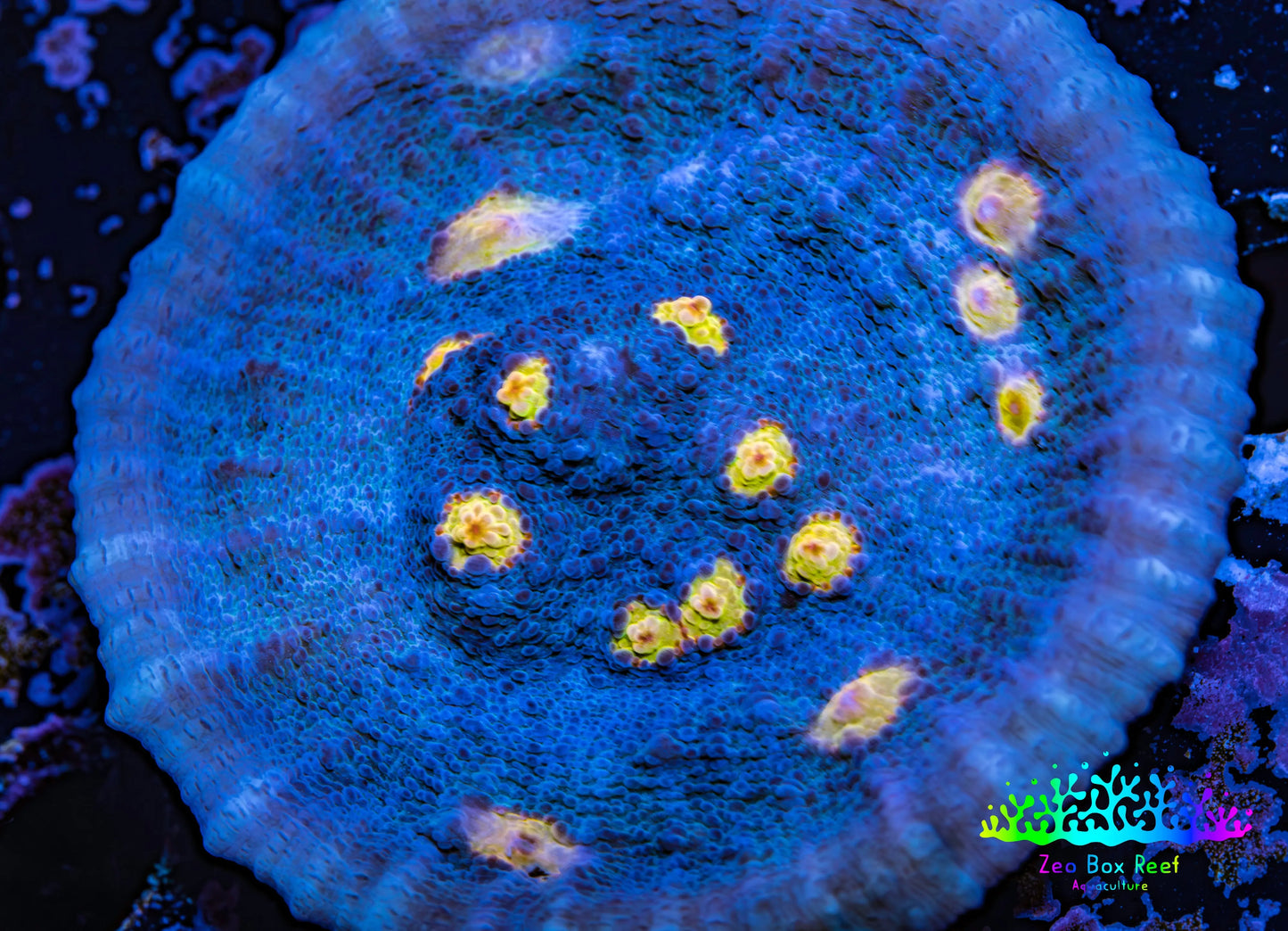 Ultra Chalice Coral-  Frag WYSIWYG Ultra Chalice Coral-  Frag WYSIWYG LPS Ultra Chalice Coral-  Frag WYSIWYG Zeo Box Reef