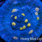 Ultra Chalice Coral-  Frag WYSIWYG Ultra Chalice Coral-  Frag WYSIWYG LPS Ultra Chalice Coral-  Frag WYSIWYG Zeo Box Reef