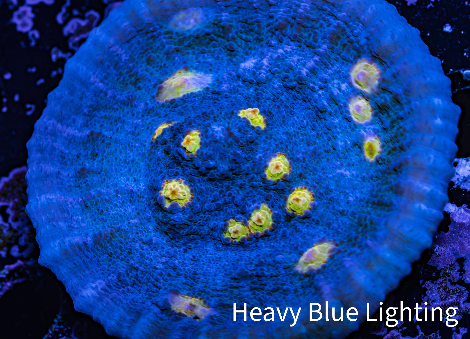 Ultra Chalice Coral-  Frag WYSIWYG Ultra Chalice Coral-  Frag WYSIWYG LPS Ultra Chalice Coral-  Frag WYSIWYG Zeo Box Reef