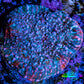 Ultra Chalice Coral-  Frag WYSIWYG Ultra Chalice Coral-  Frag WYSIWYG LPS Ultra Chalice Coral-  Frag WYSIWYG Zeo Box Reef