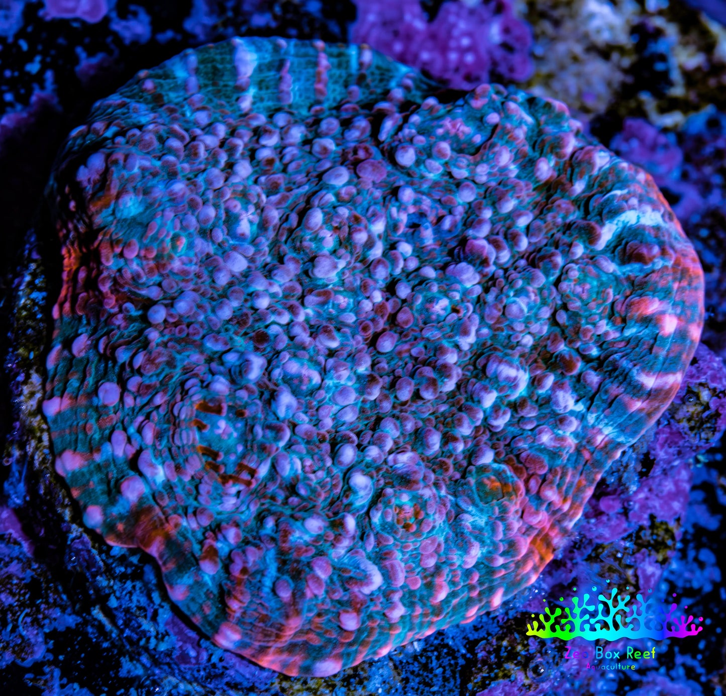 Ultra Chalice Coral-  Frag WYSIWYG Ultra Chalice Coral-  Frag WYSIWYG LPS Ultra Chalice Coral-  Frag WYSIWYG Zeo Box Reef