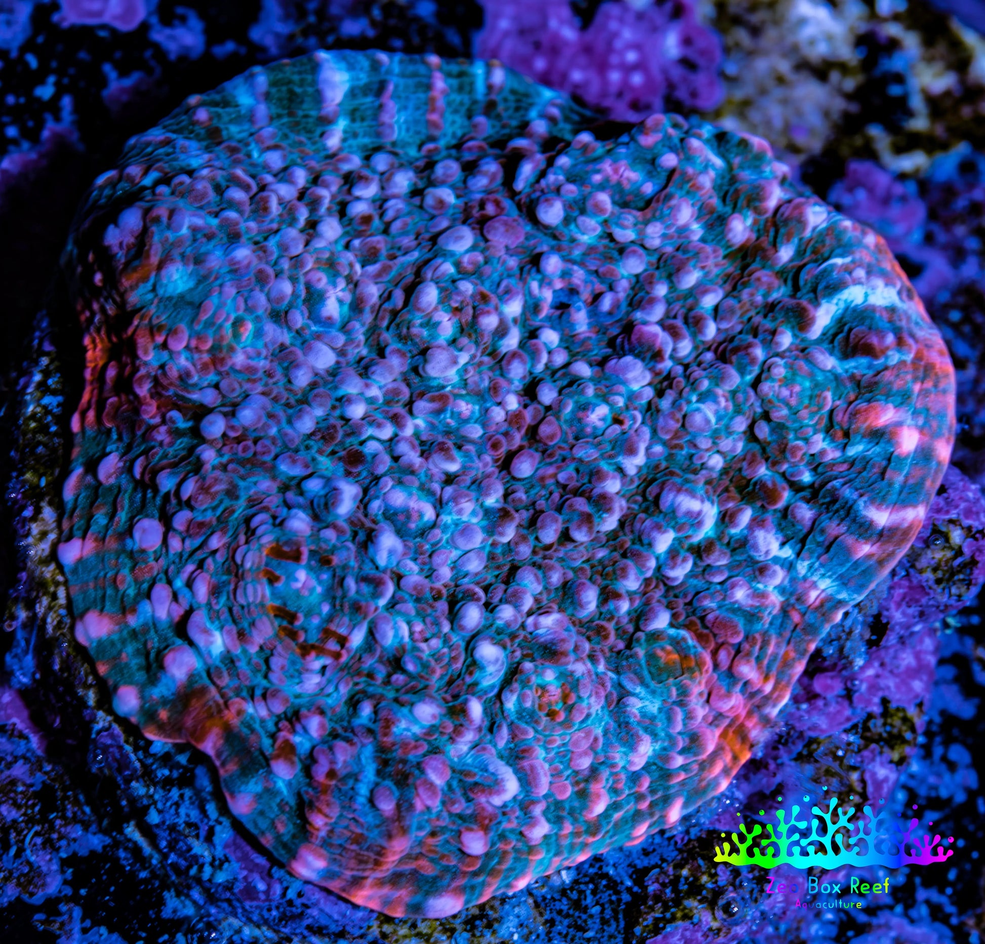 Ultra Chalice Coral-  Frag WYSIWYG Ultra Chalice Coral-  Frag WYSIWYG LPS Ultra Chalice Coral-  Frag WYSIWYG Zeo Box Reef