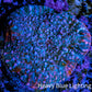 Ultra Chalice Coral-  Frag WYSIWYG Ultra Chalice Coral-  Frag WYSIWYG LPS Ultra Chalice Coral-  Frag WYSIWYG Zeo Box Reef