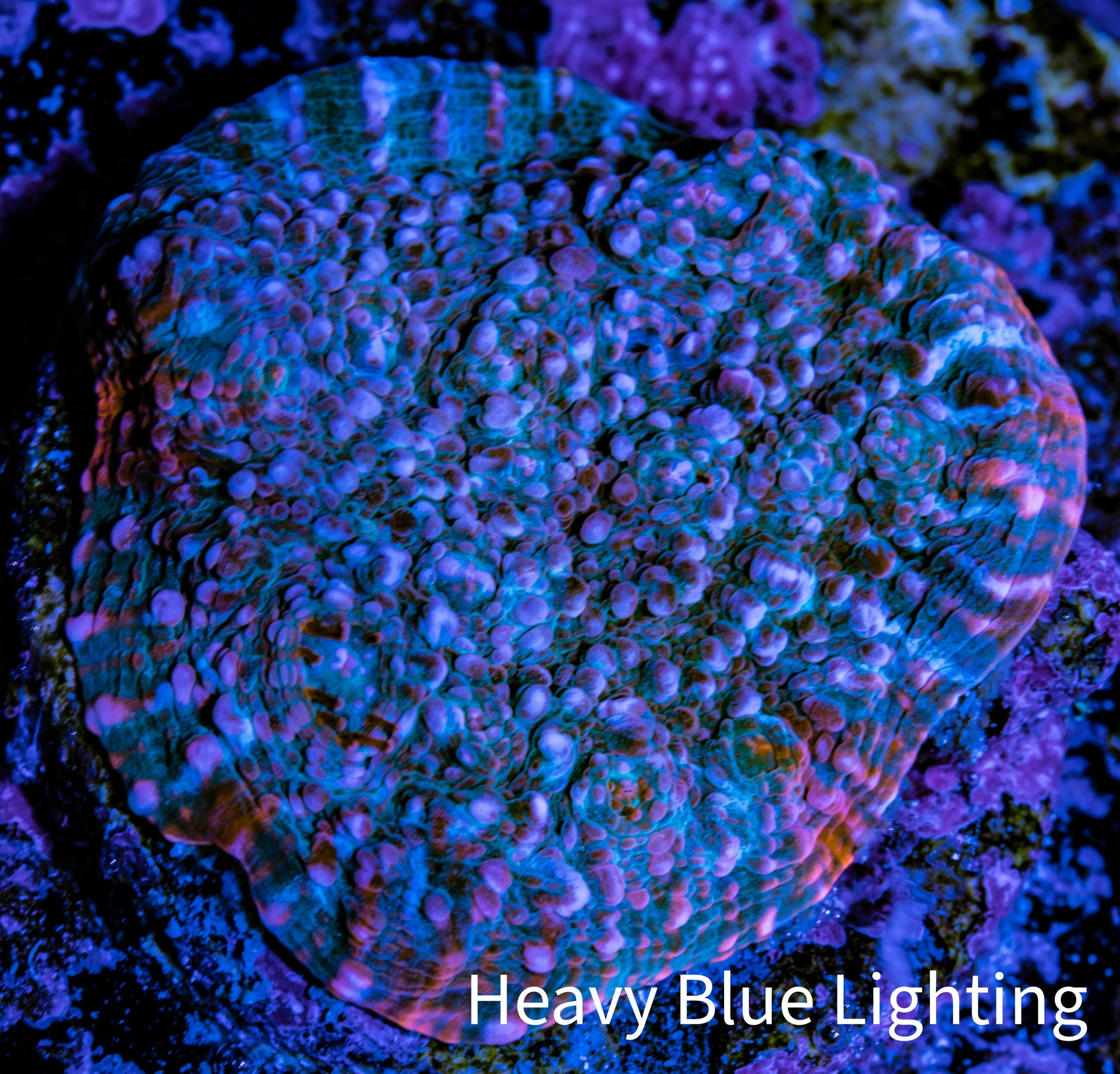 Ultra Chalice Coral-  Frag WYSIWYG Ultra Chalice Coral-  Frag WYSIWYG LPS Ultra Chalice Coral-  Frag WYSIWYG Zeo Box Reef