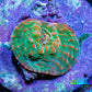 Ultra Chalice Coral-  Frag WYSIWYG Ultra Chalice Coral-  Frag WYSIWYG LPS Ultra Chalice Coral-  Frag WYSIWYG Zeo Box Reef