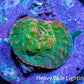 Ultra Chalice Coral-  Frag WYSIWYG Ultra Chalice Coral-  Frag WYSIWYG LPS Ultra Chalice Coral-  Frag WYSIWYG Zeo Box Reef