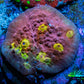 Ultra Chalice Coral-  Frag WYSIWYG Ultra Chalice Coral-  Frag WYSIWYG LPS Ultra Chalice Coral-  Frag WYSIWYG Zeo Box Reef