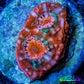 Ultra Chalice Coral-  Frag WYSIWYG Ultra Chalice Coral-  Frag WYSIWYG LPS Ultra Chalice Coral-  Frag WYSIWYG Zeo Box Reef