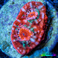 Ultra Chalice Coral-  Frag WYSIWYG Ultra Chalice Coral-  Frag WYSIWYG LPS Ultra Chalice Coral-  Frag WYSIWYG Zeo Box Reef